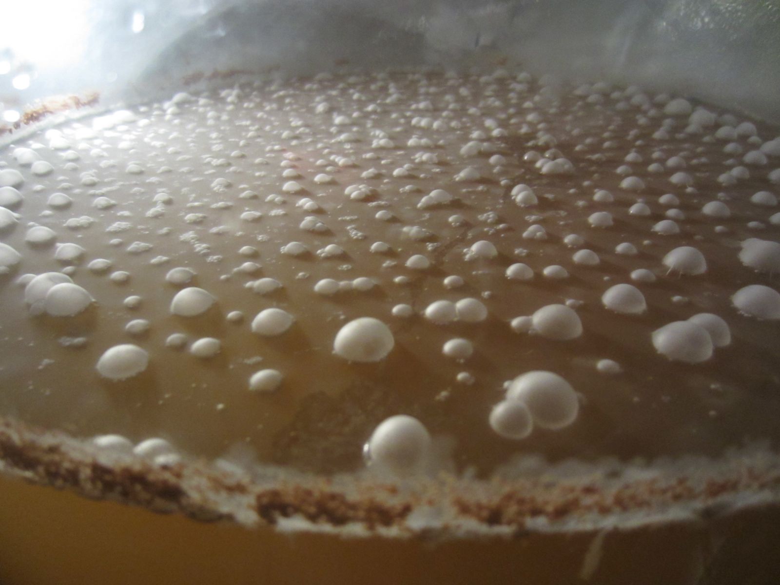 Lactobacillus Pellicle